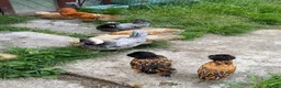 Chickens poultry for sale: 6 Polish Bantam hatching eggs  - Advert 4