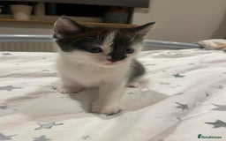 Mixed Breed cats for sale: Beautiful kittens 3 female  - Image 11
