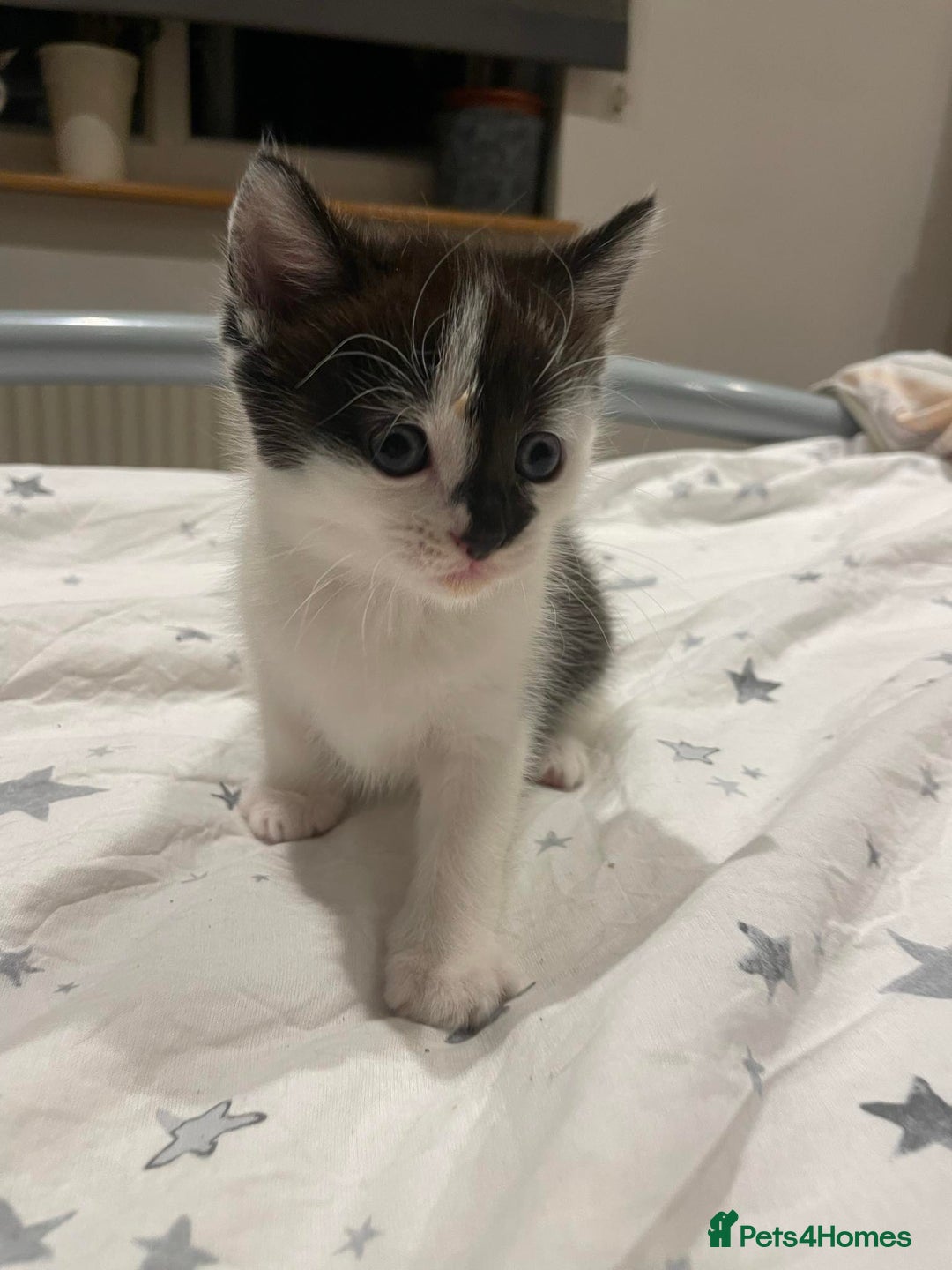 Mixed Breed cats for sale: Beautiful kittens 3 female  - Image 11