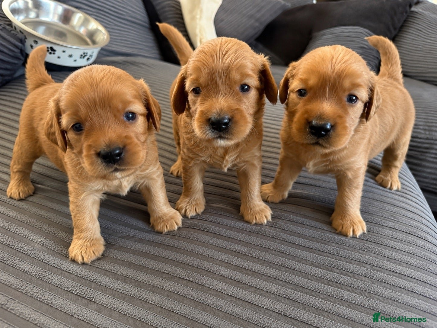 Cockapoo dogs Gorgeous F2 cockapoos  - Advert 16