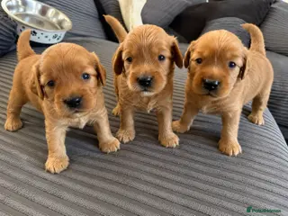 Cockapoo dogs Gorgeous F2 cockapoos - Advert 16