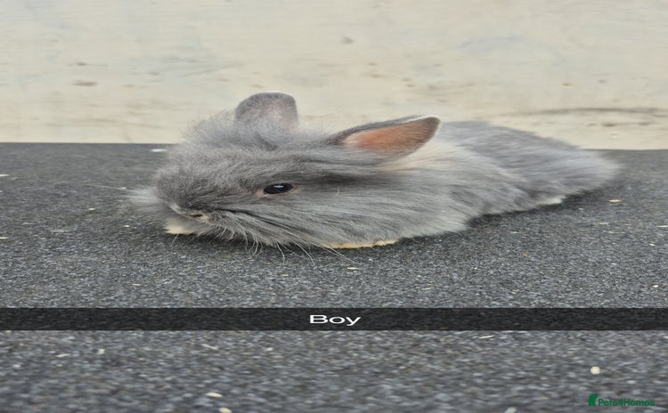 Lionhead rabbits - Advert 3
