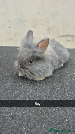 Lionhead rabbits - Advert 1