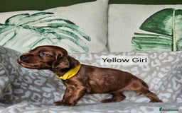 Irish Setter dogs for sale: KC Registered Irish Setter Puppies - Image 5