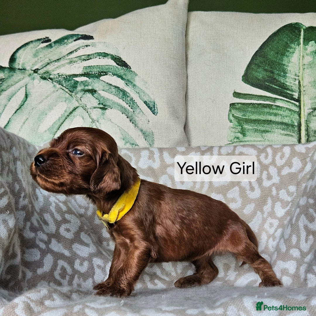 Irish Setter dogs for sale: KC Registered Irish Setter Puppies - Image 5