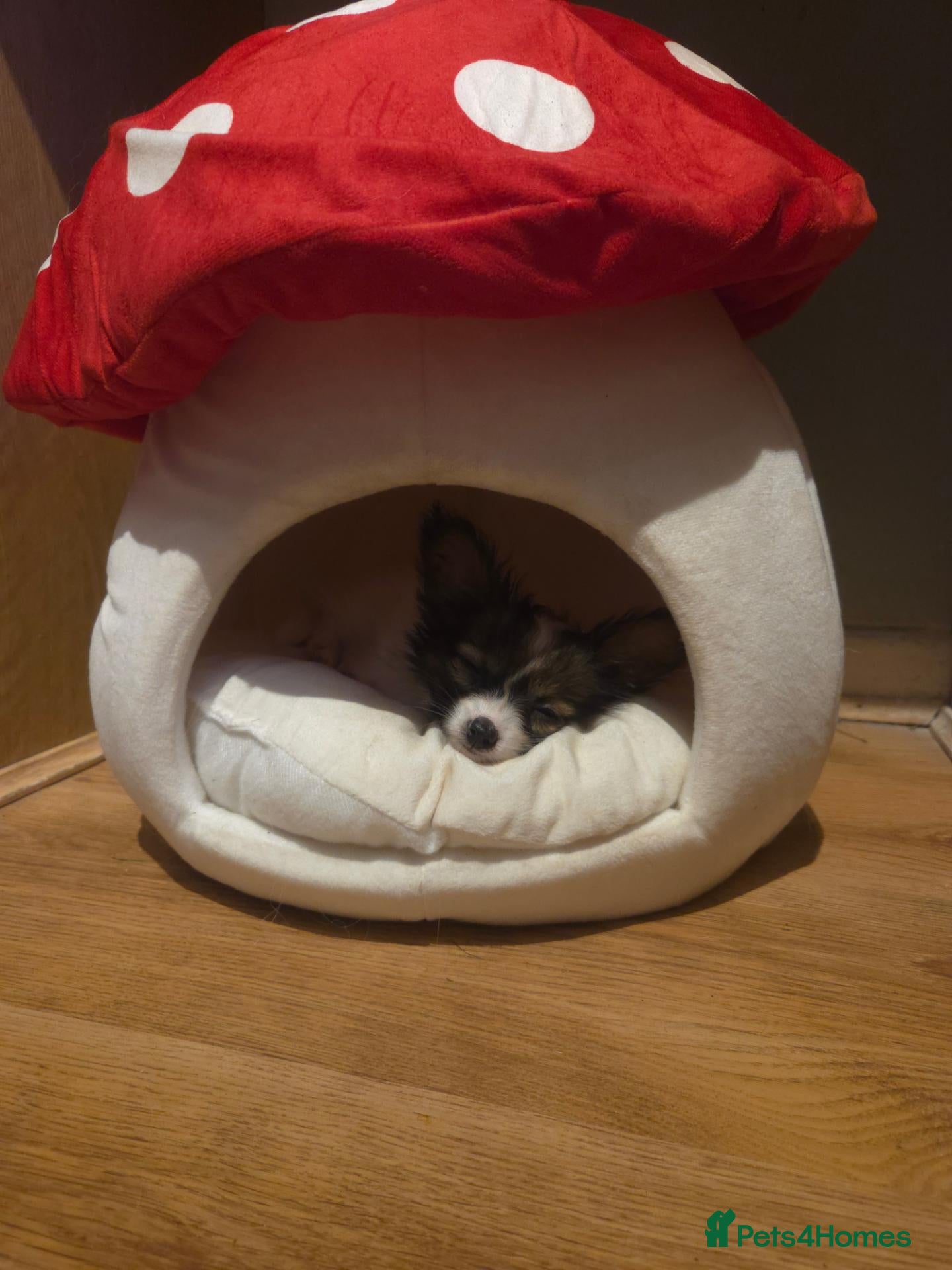 Papillon dogs KC Registered Papillon Puppies (Ready Soon!) - Advert 2