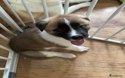 Akita dogs for sale: American akita Female bitches  - Image 10