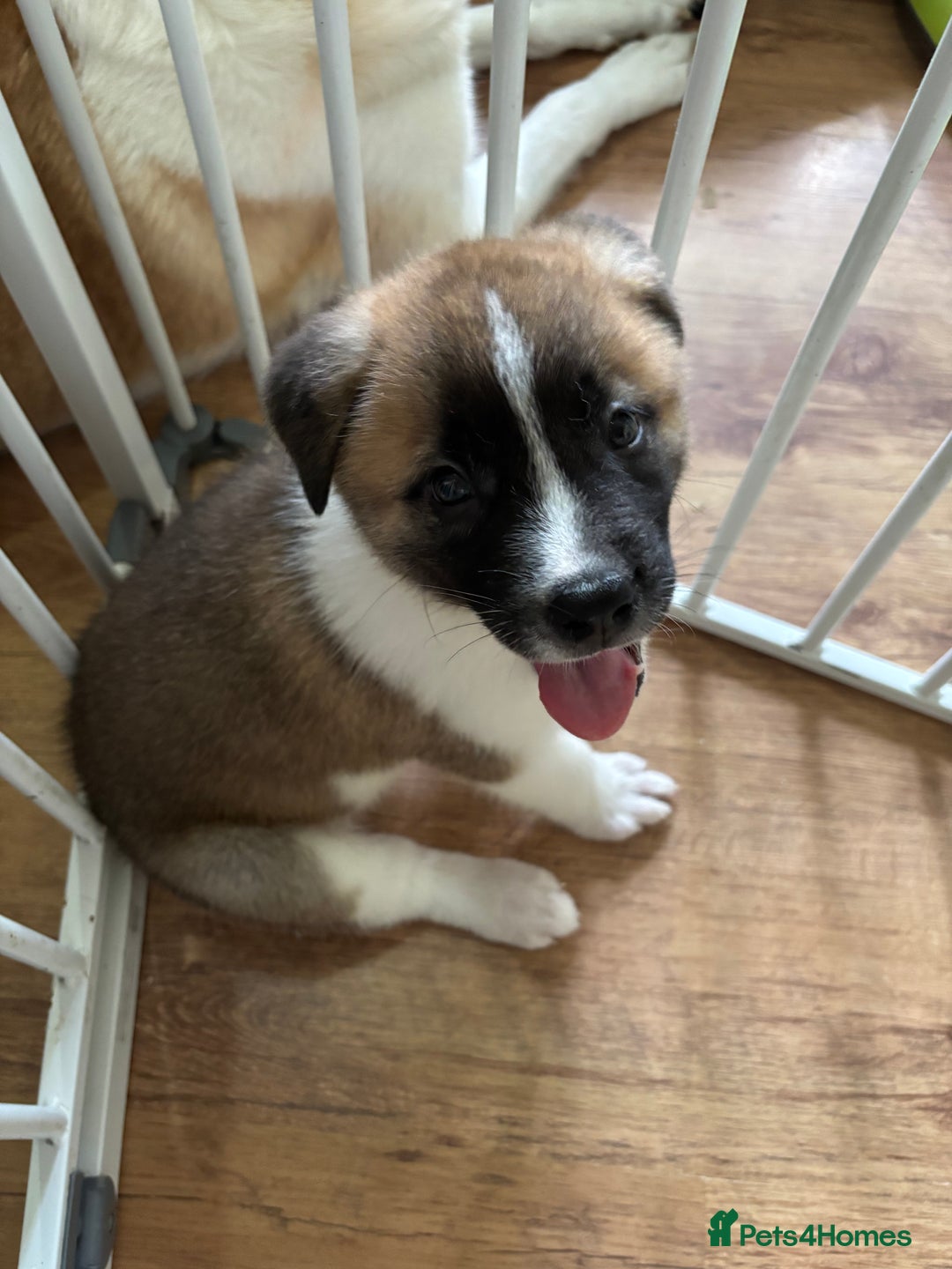 Akita dogs for sale: American akita Female bitches  - Image 10