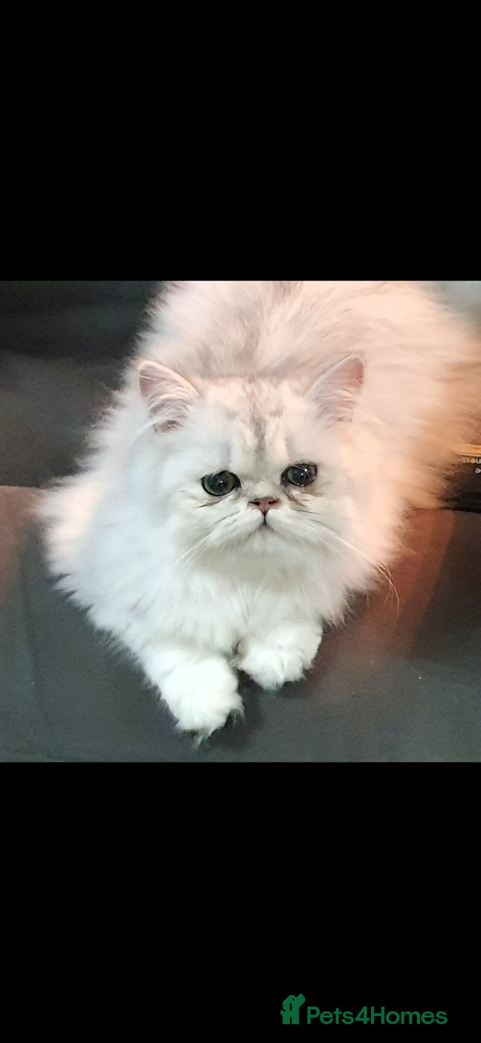 Persian cats Chinchilla Persian - Advert 1