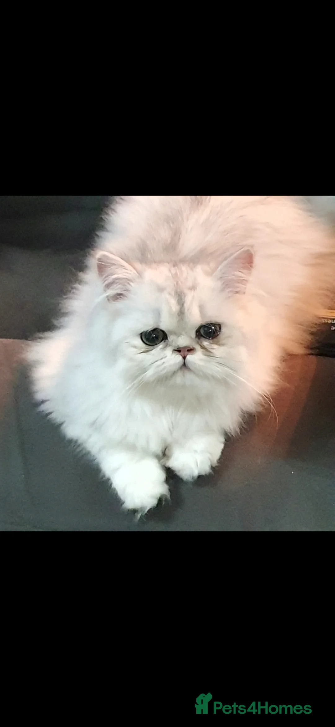 Persian cats for stud: Chinchilla Persian - Advert 1