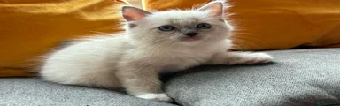 Ragdoll Kitten 4