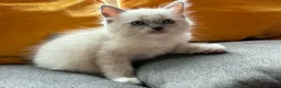 Ragdoll cats for sale: Luxury Blue Point Mitted Ragdoll Kittens - Advert 17