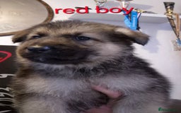 German Shepherd dogs for sale: German shepherd puppies  - Image 9