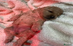 Miniature Poodle dogs for sale: Miniature poodle puppies ready now  - Image 21