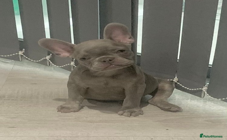 French Bulldog dogs - Advert 3