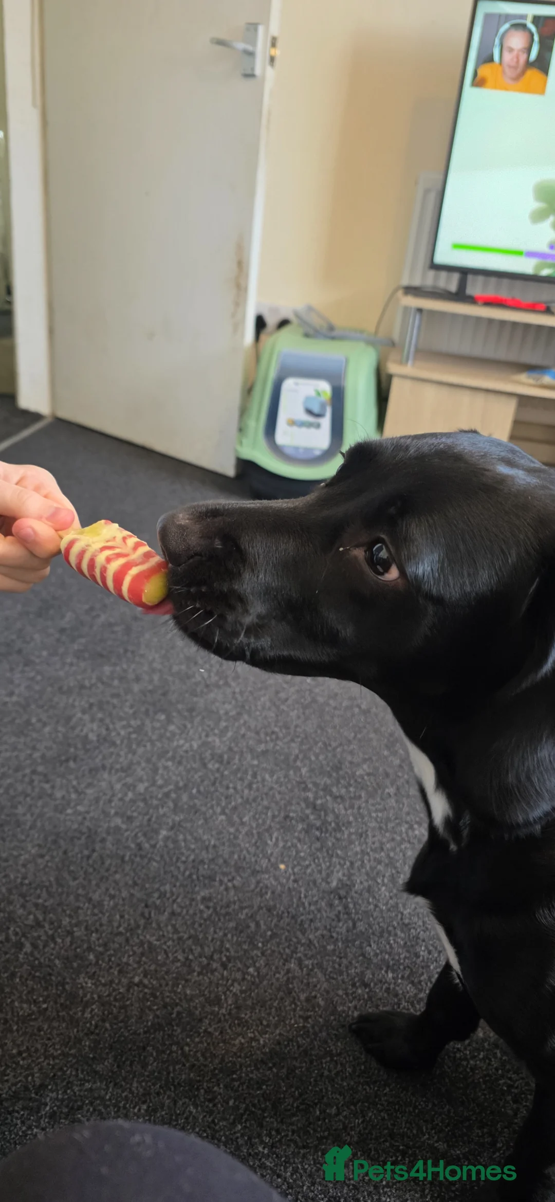 Springador dogs for sale: 2 year old springador  in Hull - Advert 1