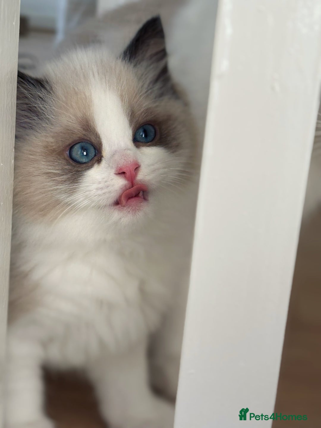 Ragdoll cats for sale: Champion Bloodline Seal Bicolour Ragdoll Girl - Image 6