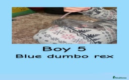 Rat rodents for sale: Beautiful baby rats looking for forever homes! - Advert 20