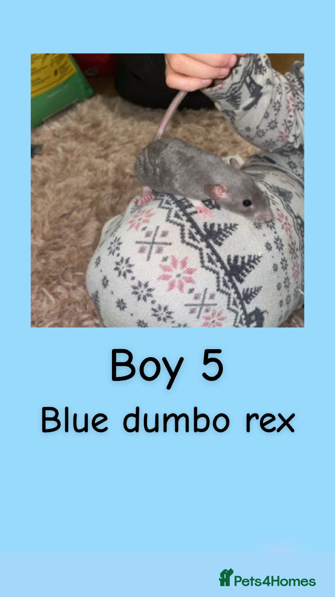 Rat rodents for sale: Beautiful baby rats looking for forever homes! - Advert 20