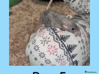Rat rodents Beautiful baby boy rats looking for forever homes! - Advert 5