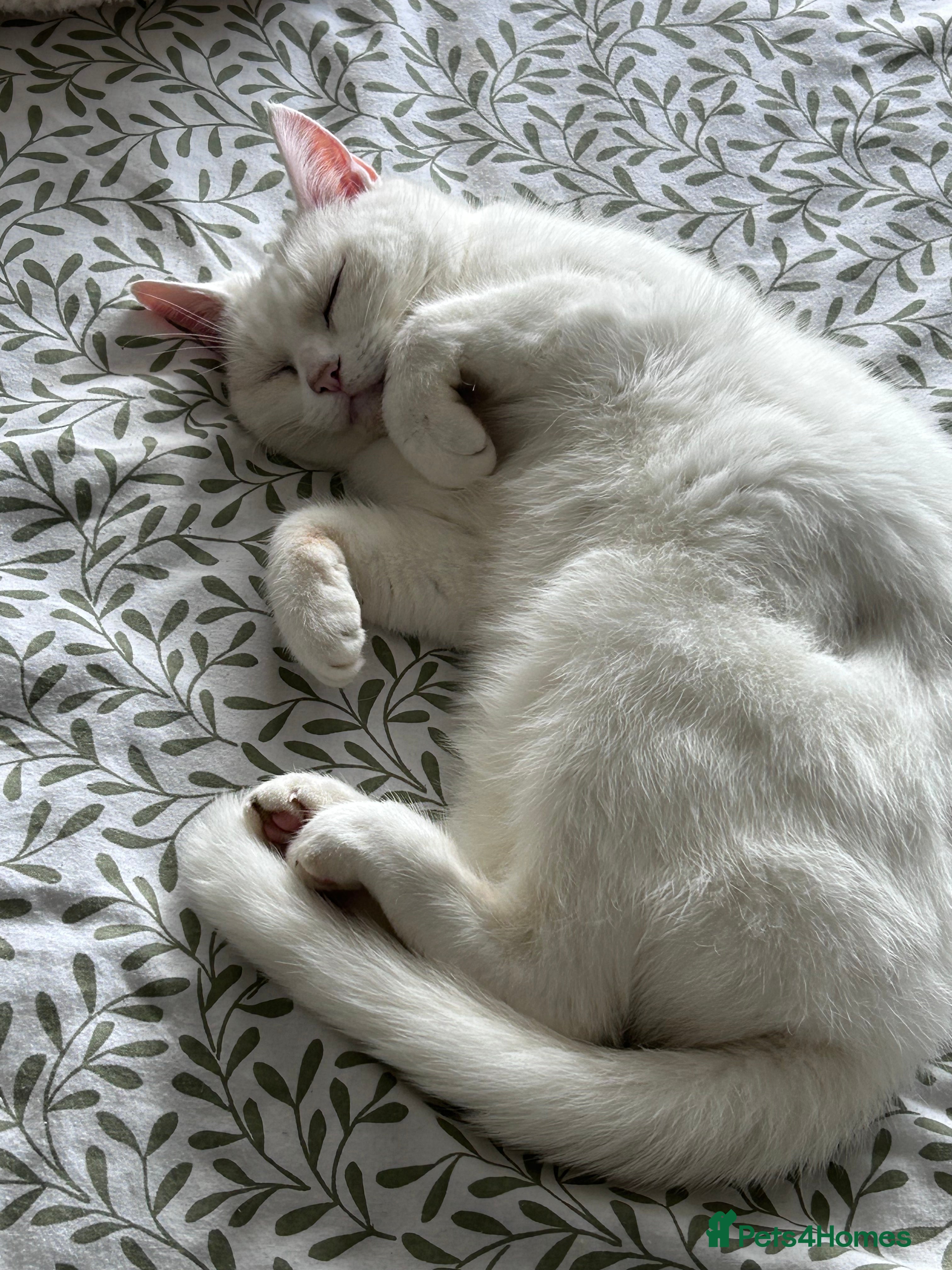 Mixed Breed cats Lady Muffin for sale - Advert 2