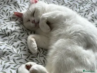 Mixed Breed cats Lady Muffin for sale - Advert 2