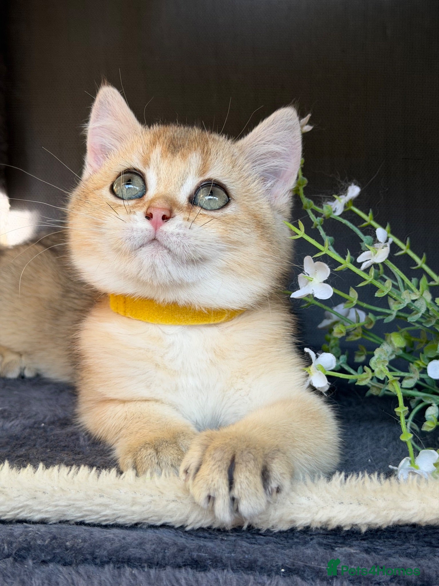 British Shorthair cats British shorthair blue/black golden kittens GCCF  - Advert 1