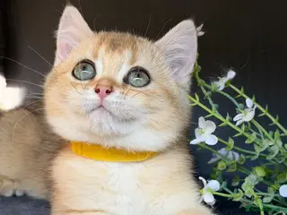 British Shorthair cats British shorthair blue/black golden kittens GCCF - Advert 1