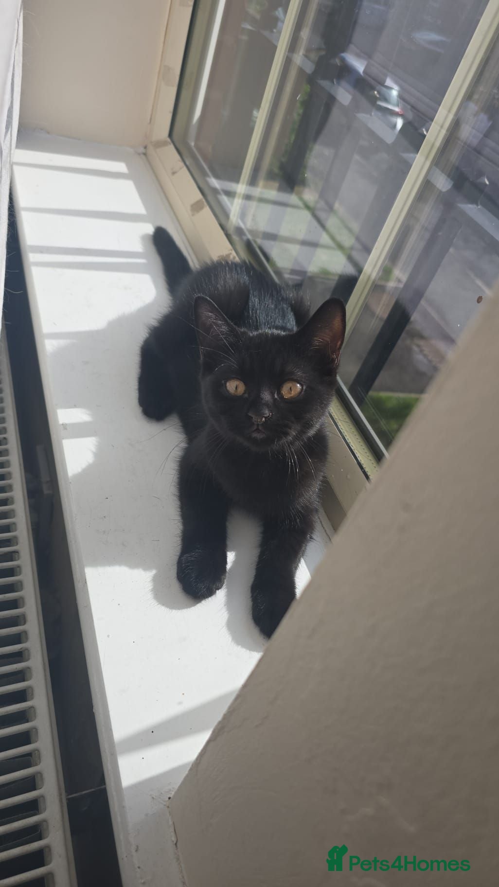 Mixed Breed cats Lovely black mixed breed kitten  - Advert 3