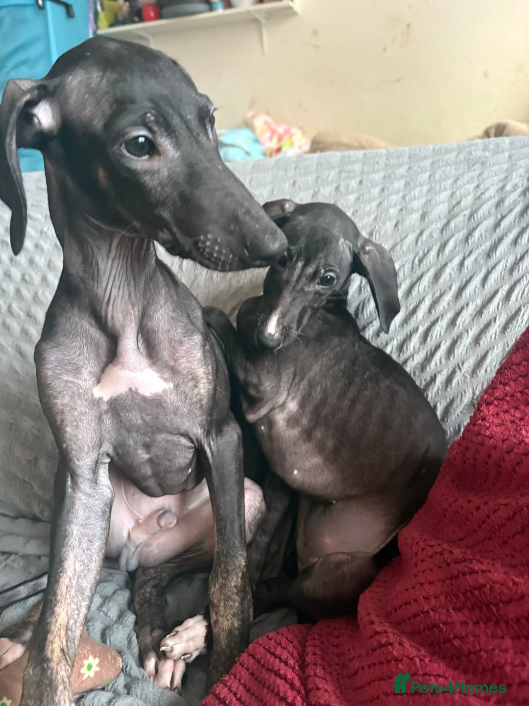 Mixed Breed dogs for sale: Saluki x lurcher/whippet puppies - Image 3