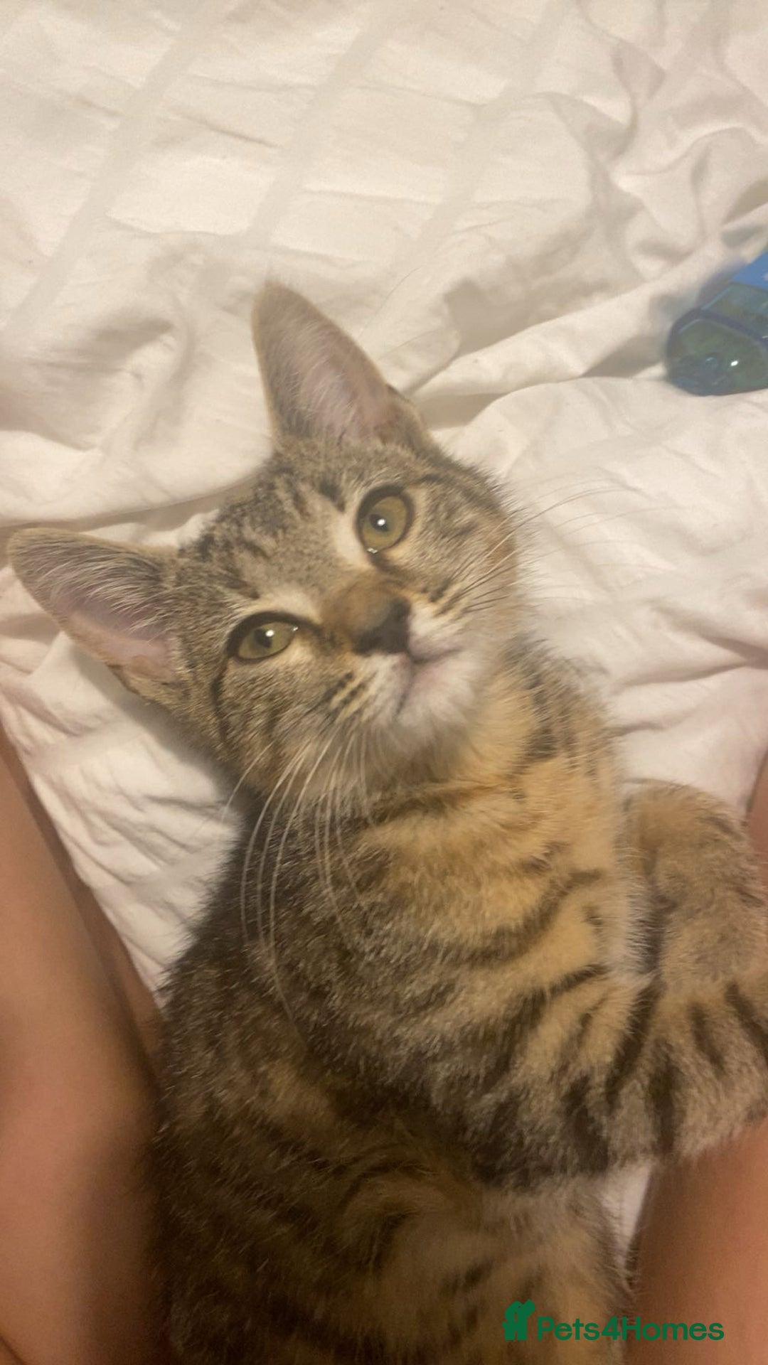 Bengal cats for sale: Beautiful baby bengal girl  - Advert 23