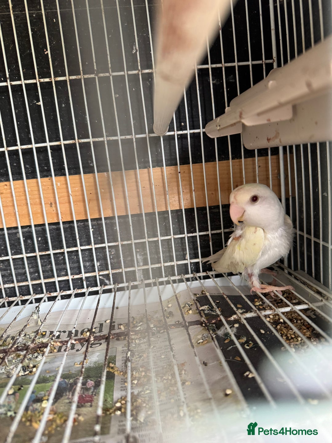 Parakeets birds for sale: Rosella and Lovebird for sale - Image 4