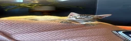 Bengal cats for sale: Stunning silver and brown bengal boys  - Advert 12