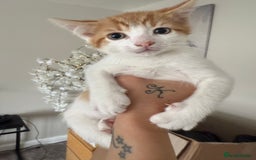 Mixed Breed cats for sale: Kittens for sale  - Image 7