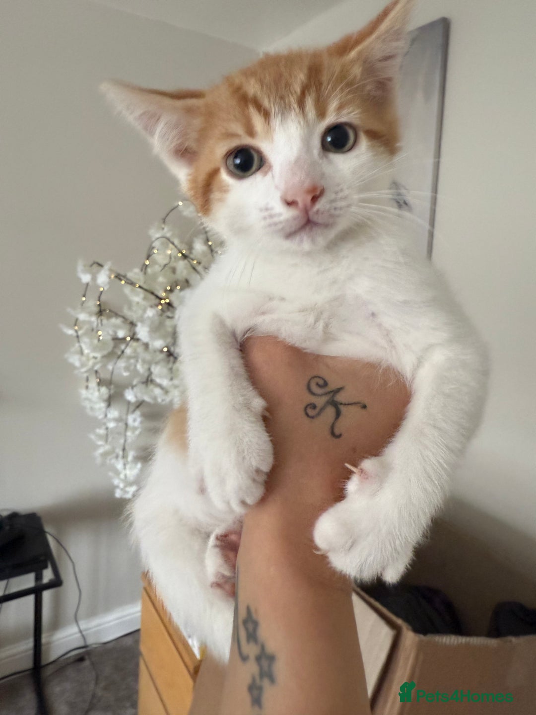 Mixed Breed cats for sale: Kittens for sale  - Image 7