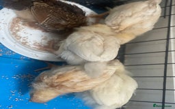 Mixed Breed poultry for sale: Chicks for £15 - Image 6