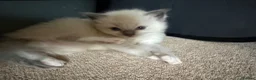 Ragdoll cats for sale: Pure ragdoll kittens  in Bristol - Advert 6