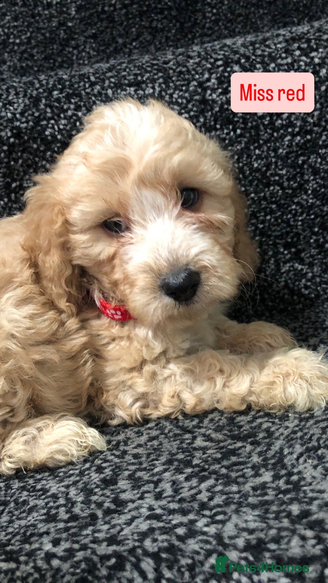 Cockapoo dogs for sale: F1b toy cockapoo puppies - Image 31