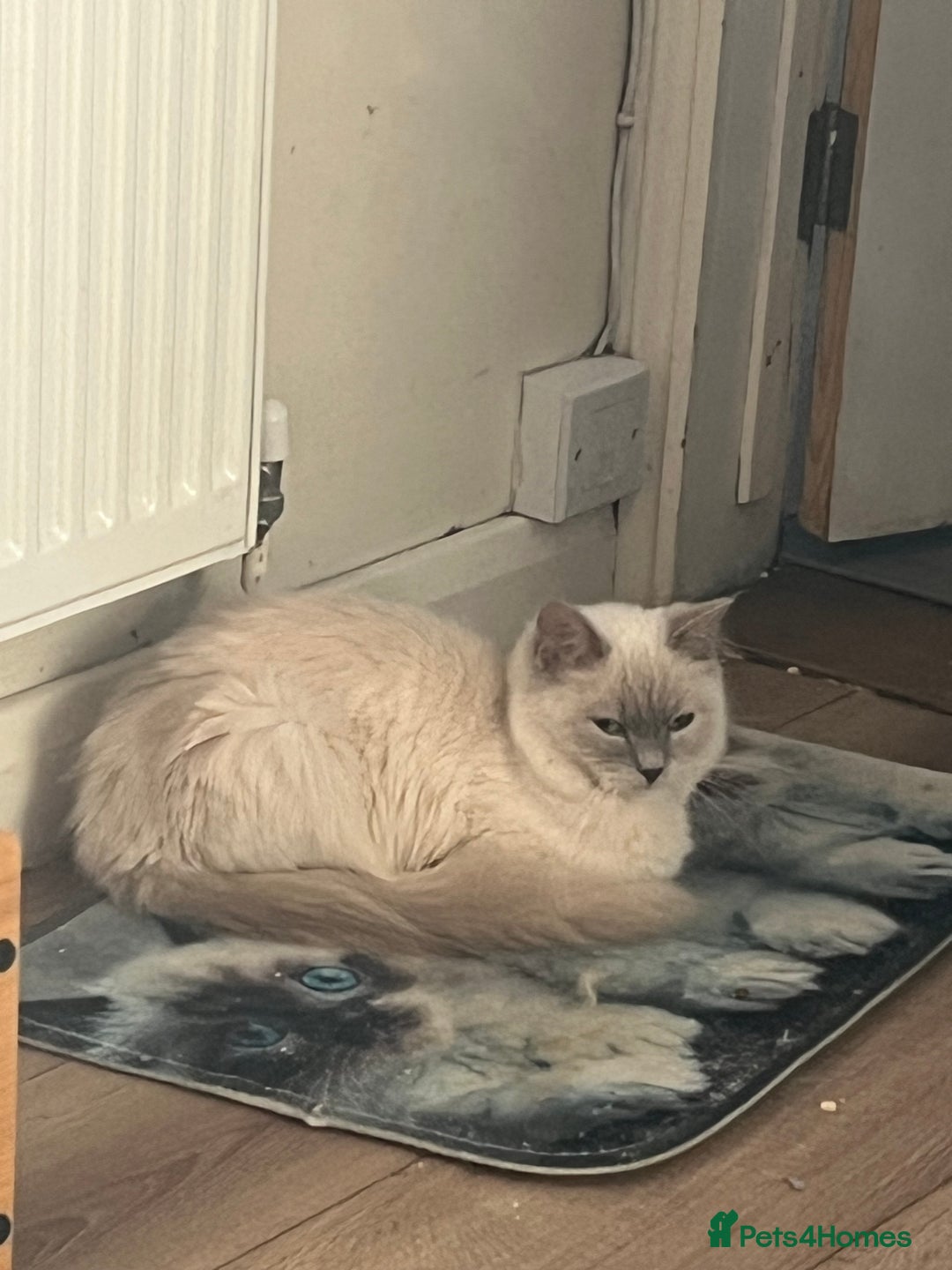 Ragdoll cats for sale: Gorgeous Tica ragdoll kittens ready now  - Advert 13