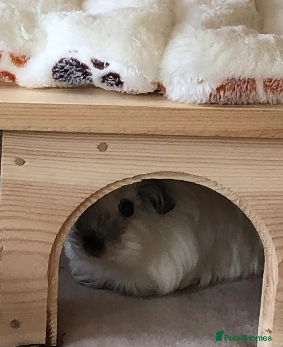 Guinea Pig rodents for sale: 2 lovely sows - Advert 4