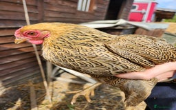 Chickens poultry for sale: Trios of pure bred chicken breeds - Image 6
