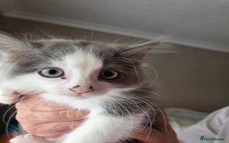 Ragdoll cats for sale: Ragdoll cross Somali kittens  - Image 4
