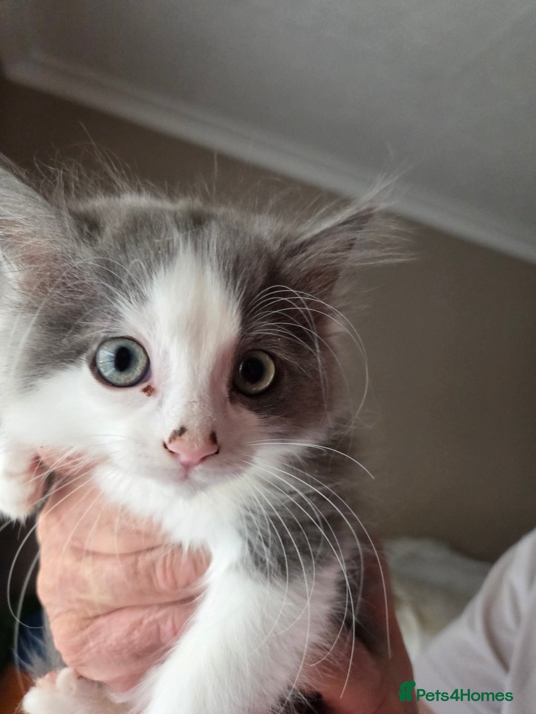 Ragdoll cats for sale: Ragdoll cross Somali kittens  - Image 4