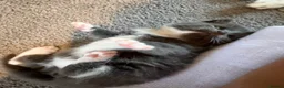 Mixed Breed cats for sale: 5 beautiful kittens  - Advert 8