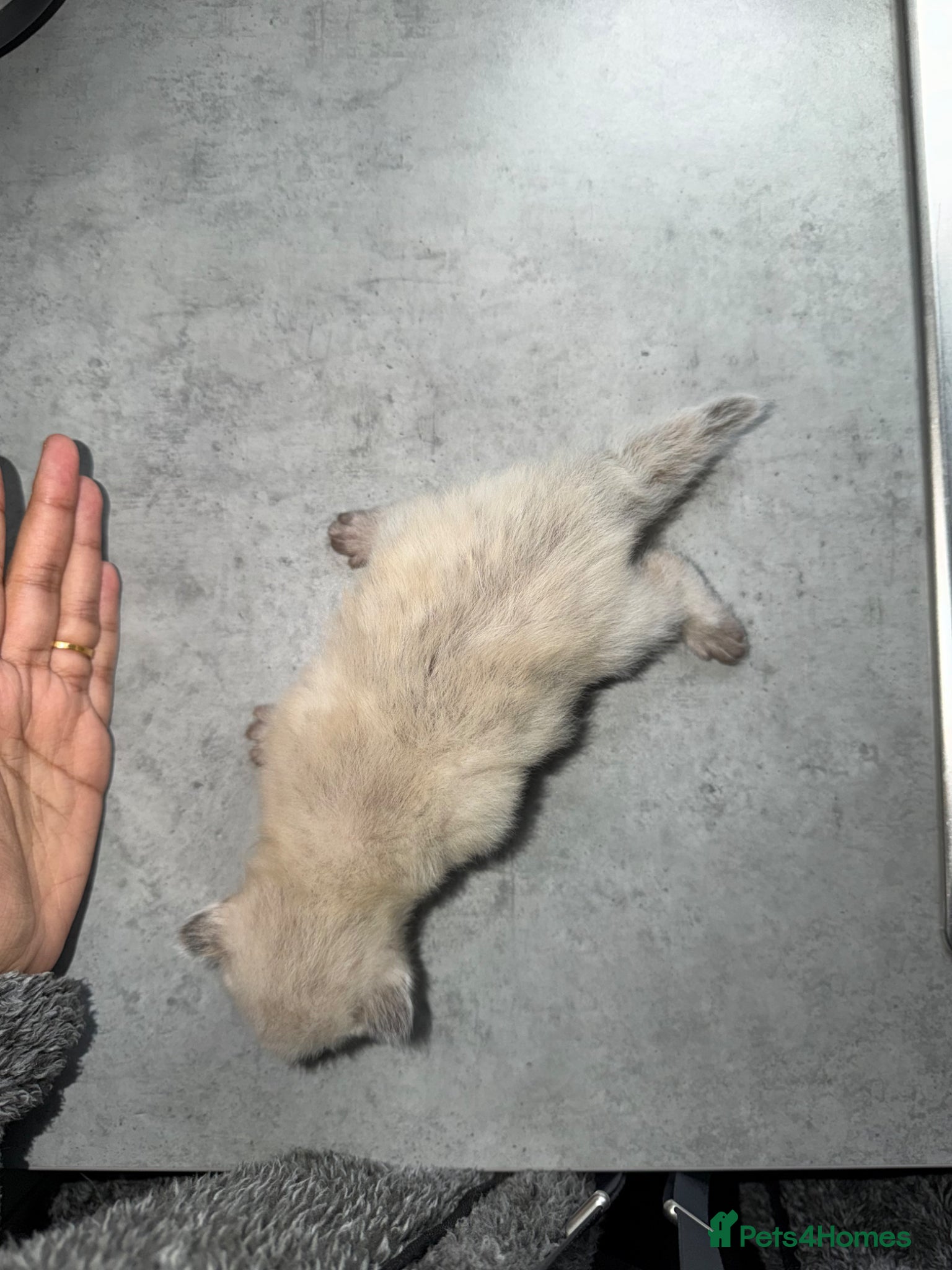 Ragdoll cats Beautiful Pure Ragdolls  - Advert 1