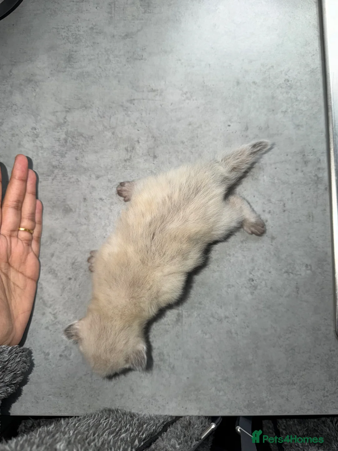 Ragdoll cats for sale: Beautiful Pure Ragdolls  - Advert 1