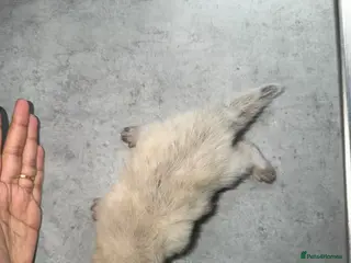 Ragdoll cats Beautiful Pure Ragdolls - Advert 4