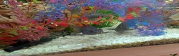 Other/Mixed Breed fish for sale: XL tropical fish  - Advert 9