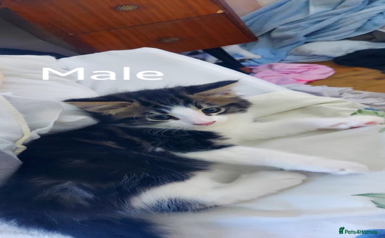 Domestic Shorthair cats - Advert 13