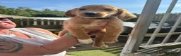 Goldendoodle dogs for sale: F2 Goldendoodles  - Advert 8